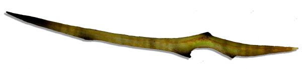 Alien Quill Prop From Men in Black 3