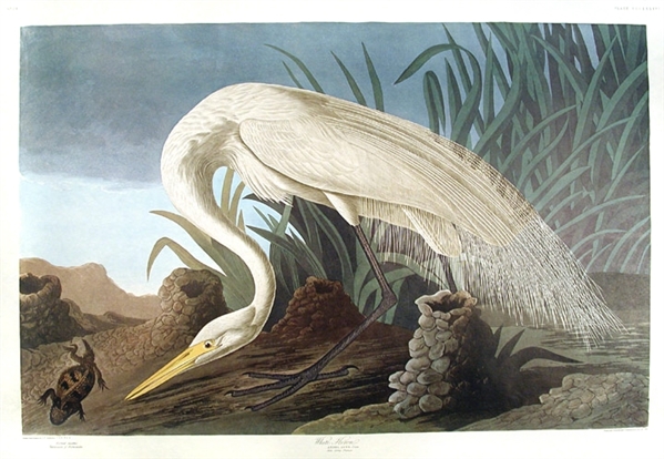 White Heron Print by Artist John James Audubon -- Birds of America Collection -- Large Sheet Measures 39.5 x 26.5