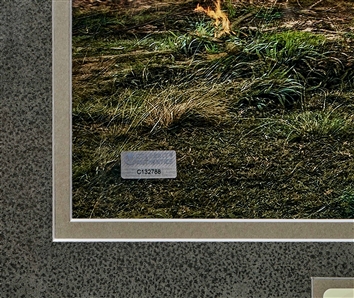 Jurassic Park Cast-Signed 20'' x 16'' Photo -- Signed by Sam Neill, Jeff Goldblum & Laura Dern